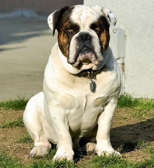 Olde English Bulldogge Dog Breed Image 8