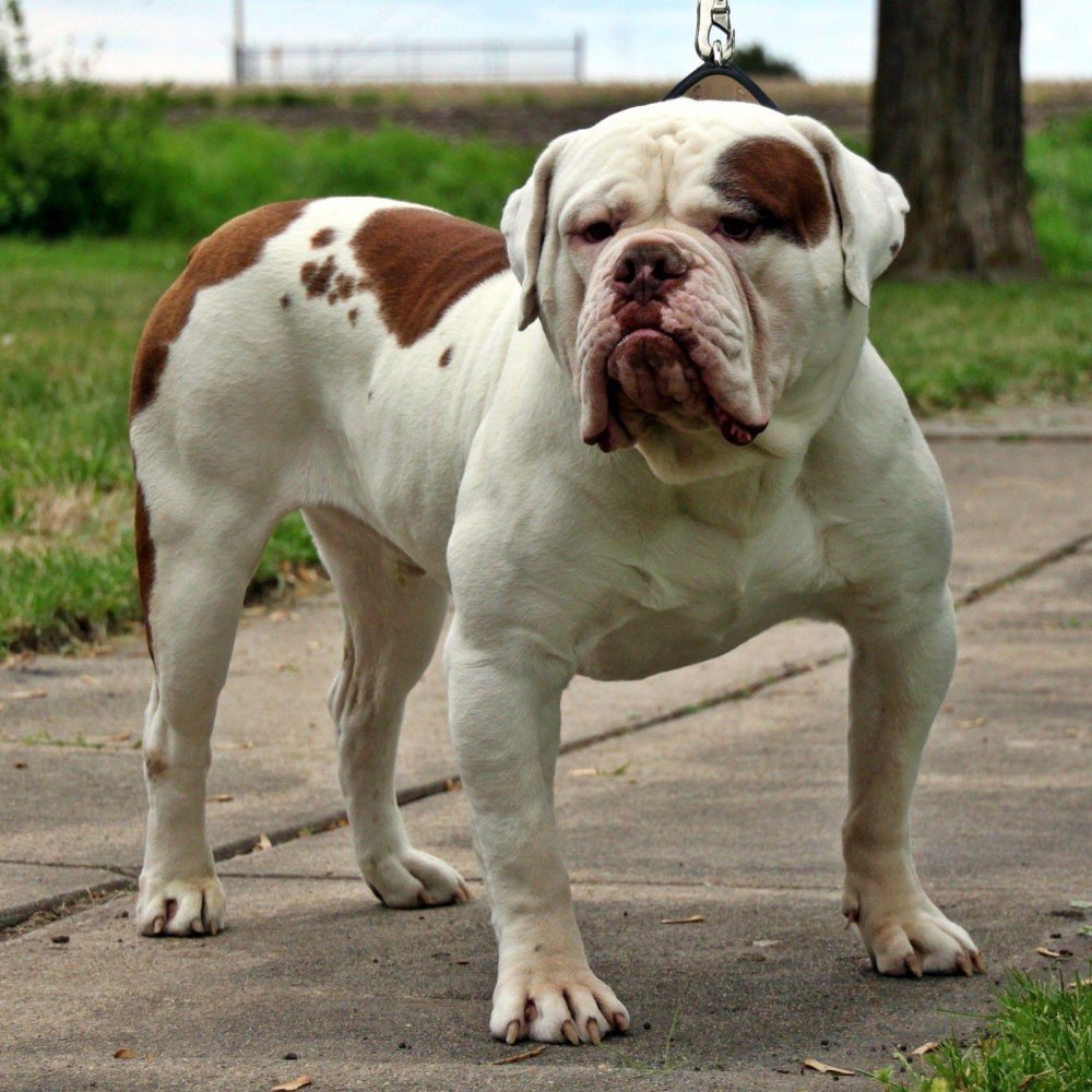 Olde English Bulldogge Dog Breed Image 9