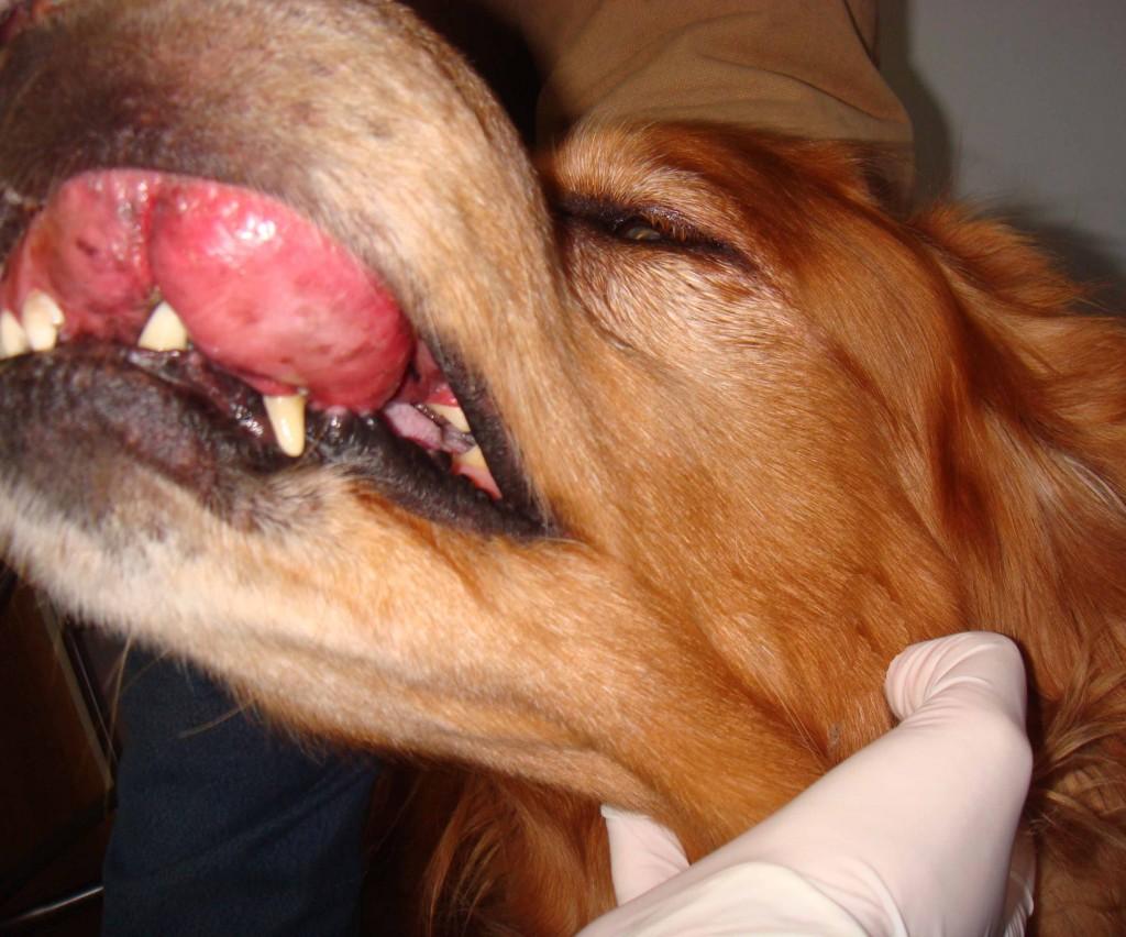 Oral Cancer in Dogs Image 1