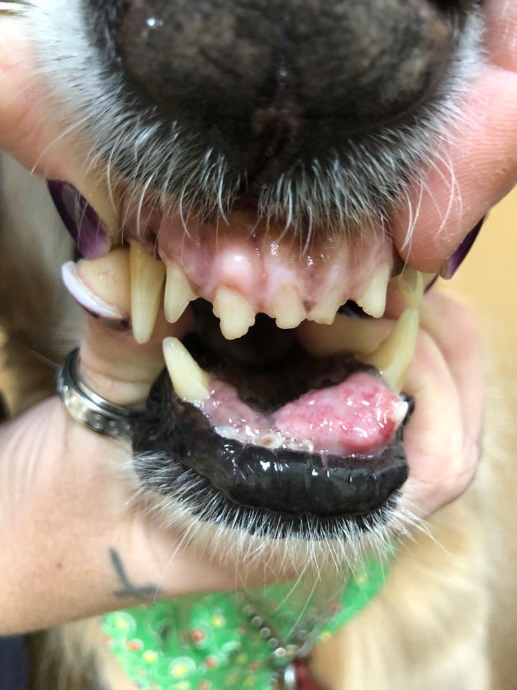 Oral Cancer in Dogs Image 18