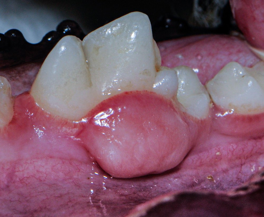 Oral Cancer in Dogs Image 2