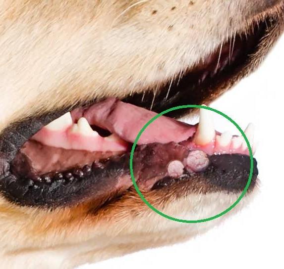 Oral Cancer in Dogs Image 3