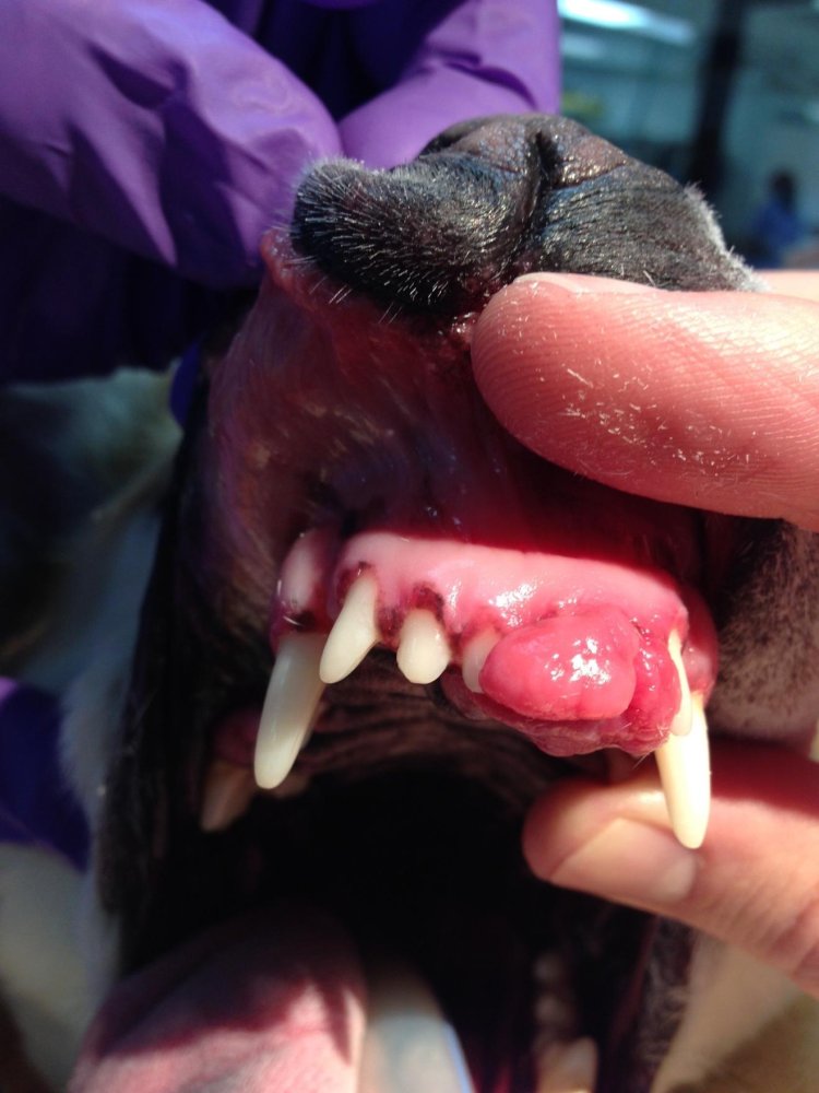 Oral Cancer in Dogs Image 7