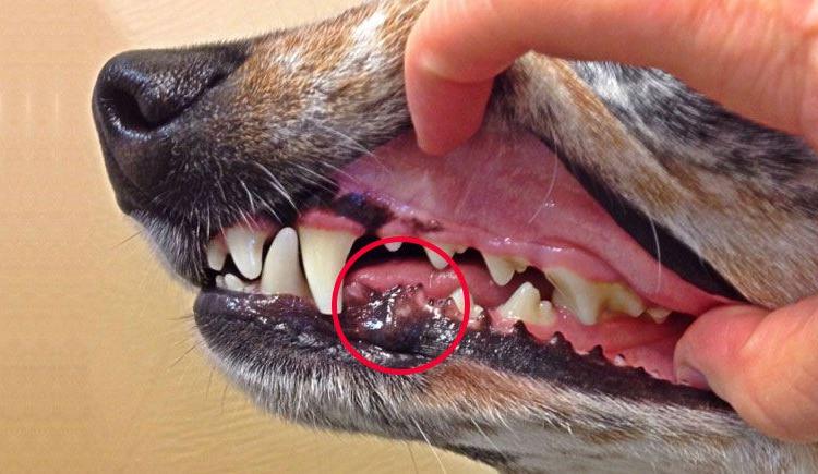 Oral Cancer in Dogs Image 9