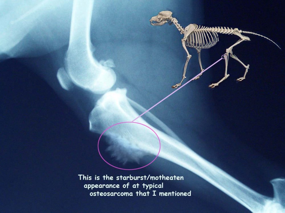 Osteosarcoma in Dogs Image 16