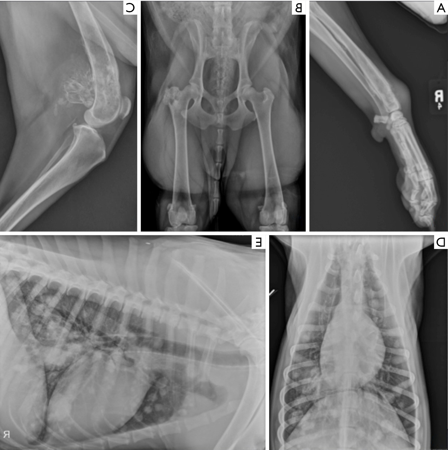 Osteosarcoma in Dogs Image 18