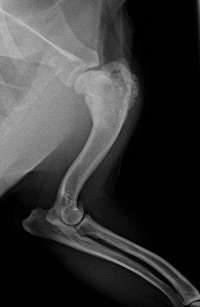 Osteosarcoma in Dogs Image 4