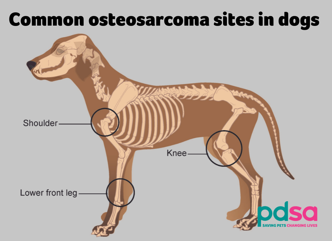 Osteosarcoma in Dogs Image 5