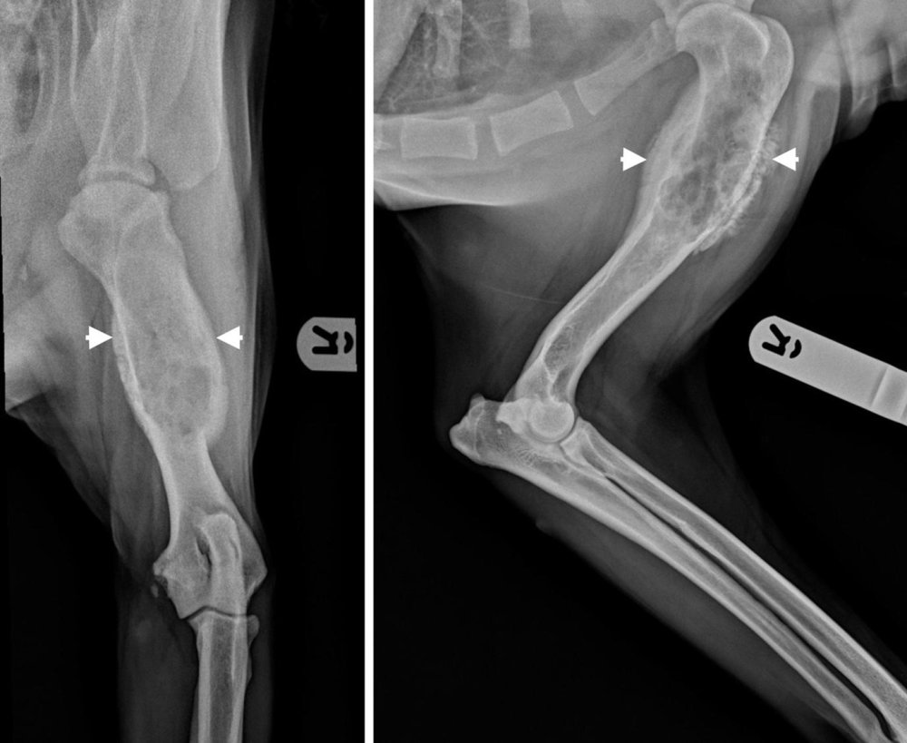 Osteosarcoma in Dogs Image 6