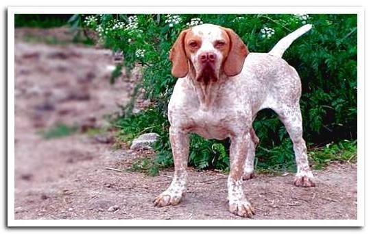 Pachon Navarro Dog Breed Image 12