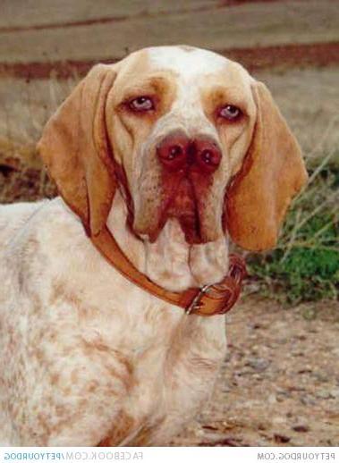 Pachon Navarro Dog Breed Image 19