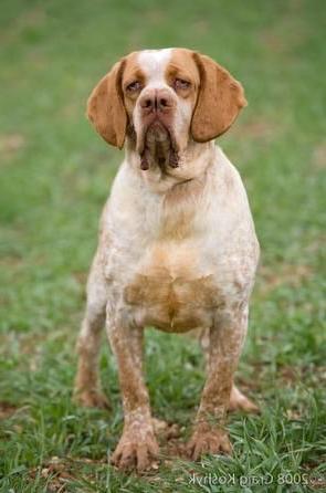 Pachon Navarro Dog Breed Image 8