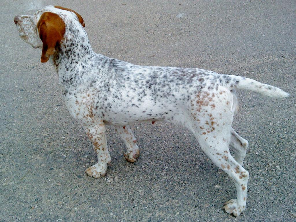 Pachon Navarro Dog Breed Image 9