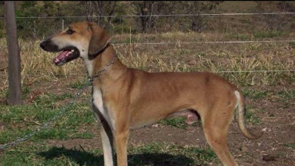 Pampas Deerhound Dog Breed Image 1