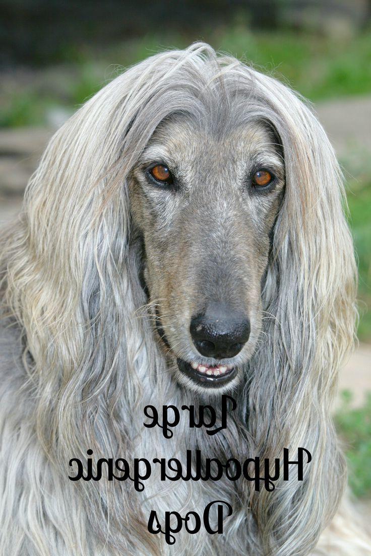 Pampas Deerhound Dog Breed Image 10