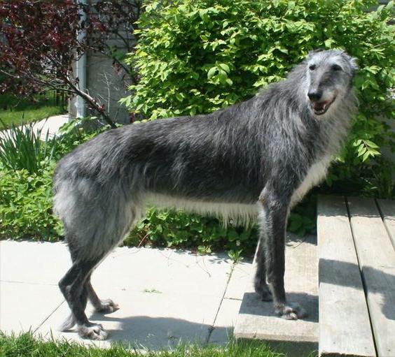 Pampas Deerhound Dog Breed Image 11