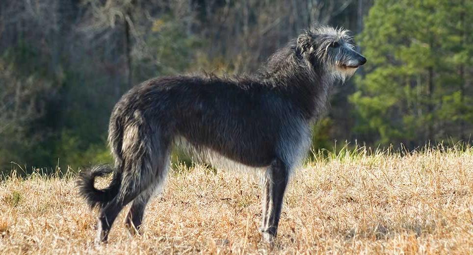 Pampas Deerhound Dog Breed Image 14