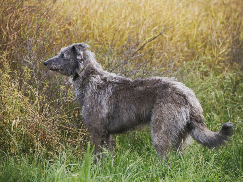 Pampas Deerhound Dog Breed Image 4