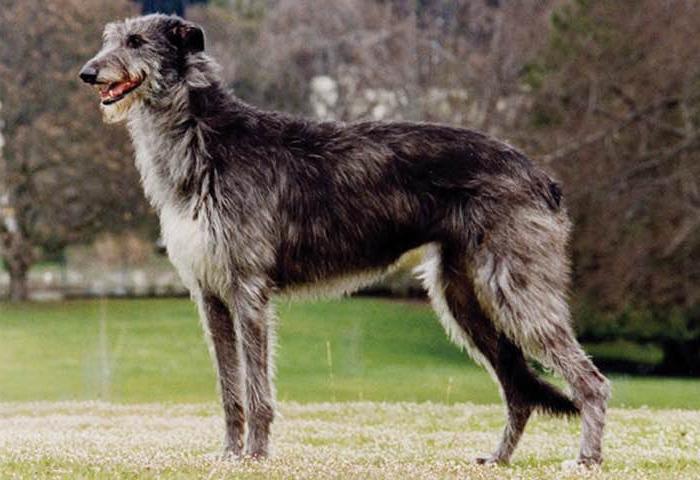 Pampas Deerhound Dog Breed Image 7