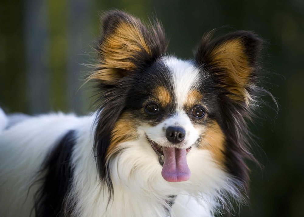 Papillon Dog Breed Image 11