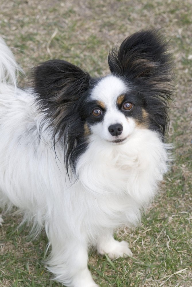 Papillon Dog Breed Image 12