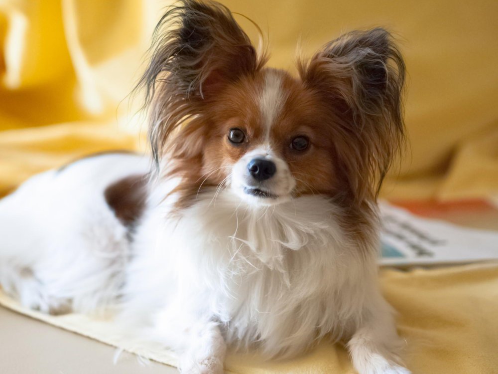 Papillon Dog Breed Image 14