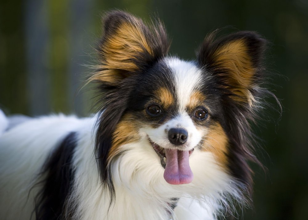 Papillon Dog Breed Image 16