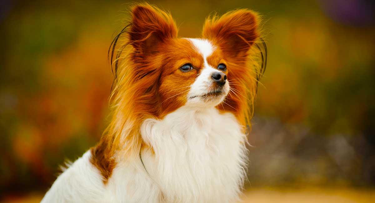 Papillon Dog Breed Image 20