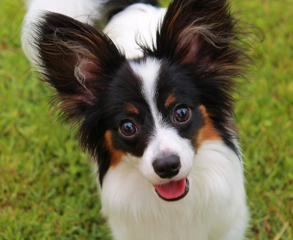 Papillon Dog Breed Image 5