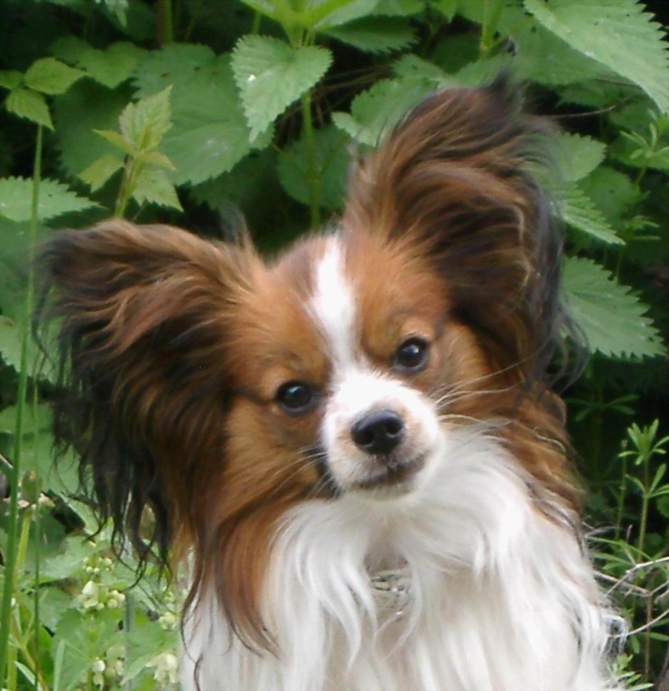 Papillon Dog Breed Image 6