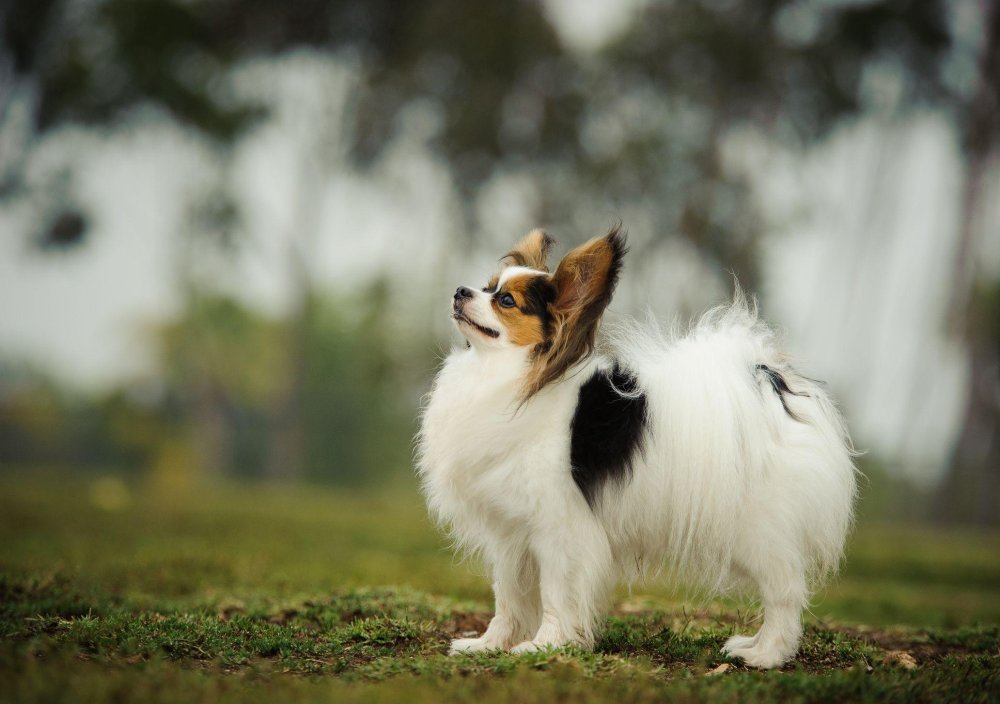 Papillon Dog Breed Image 8