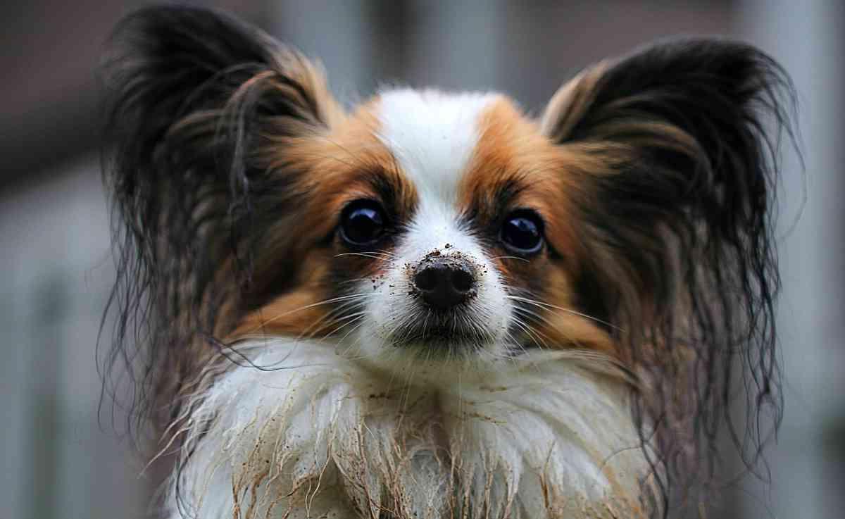 Papillon Dog Breed Image 9