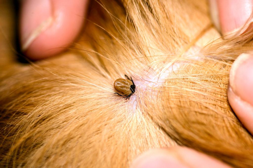 Parasites that Affect Dogs Image 15