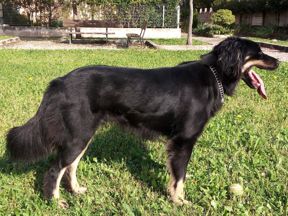 Pastore della Lessinia e del Lagorai Dog Breed Image 12