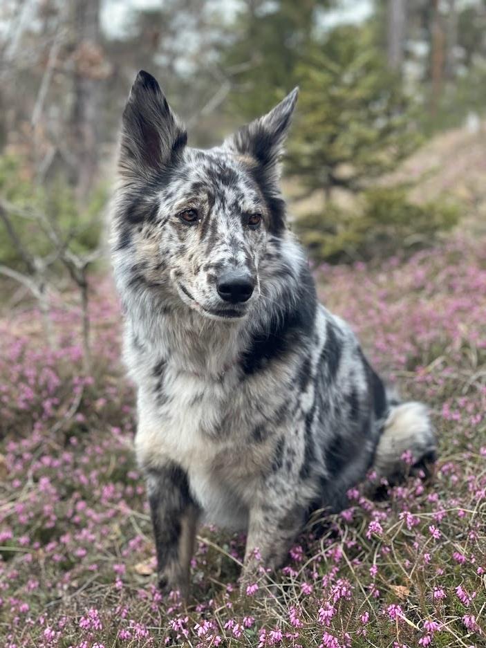 Pastore della Lessinia e del Lagorai Dog Breed Image 15