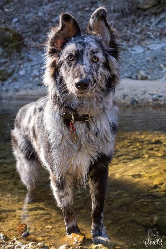 Pastore della Lessinia e del Lagorai Dog Breed Image 16