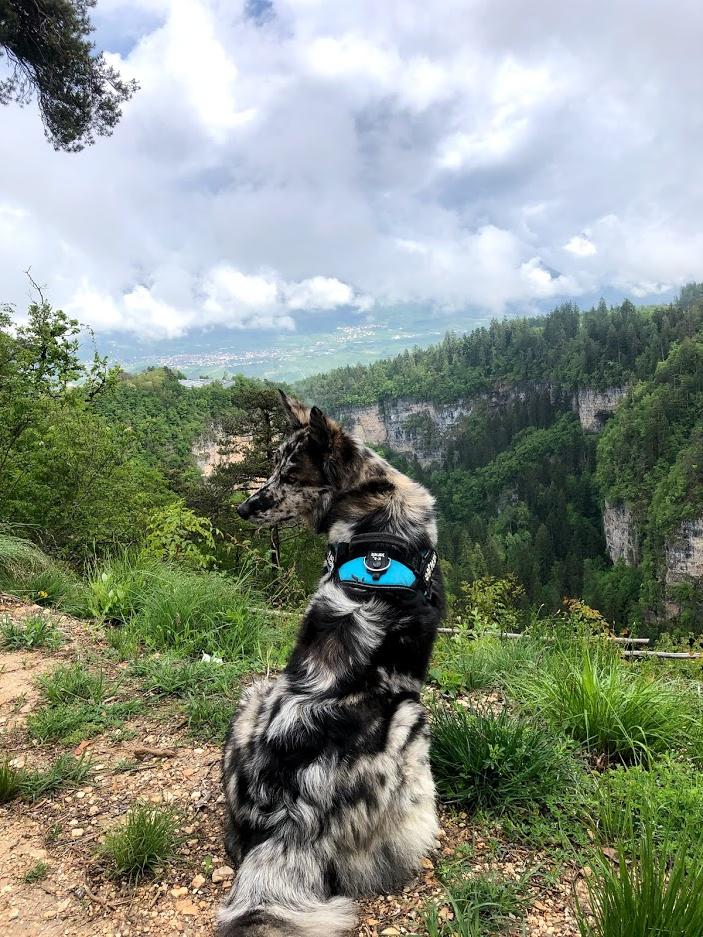 Pastore della Lessinia e del Lagorai Dog Breed Image 19
