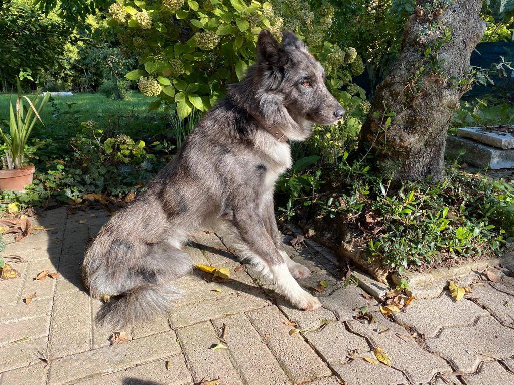 Pastore della Lessinia e del Lagorai Dog Breed Image 2