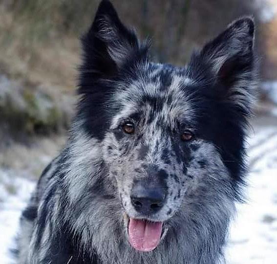 Pastore della Lessinia e del Lagorai Dog Breed Image 3
