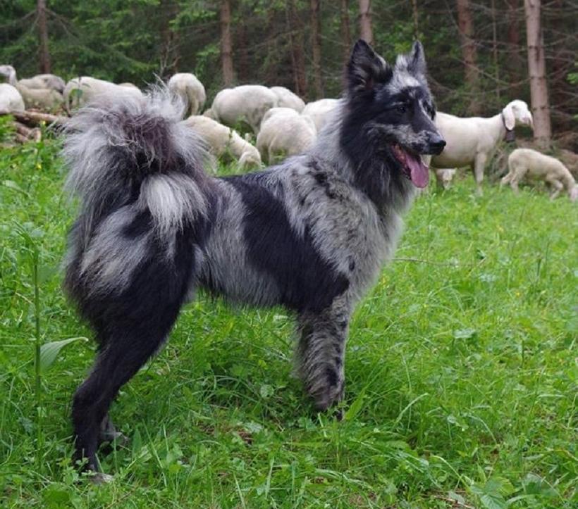 Pastore della Lessinia e del Lagorai Dog Breed Image 5