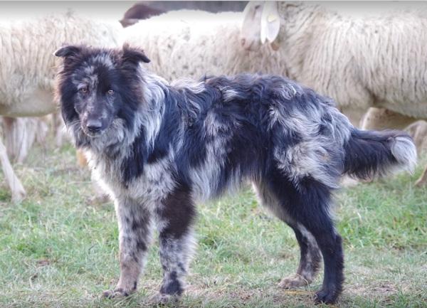 Pastore della Lessinia e del Lagorai Dog Breed Image 8