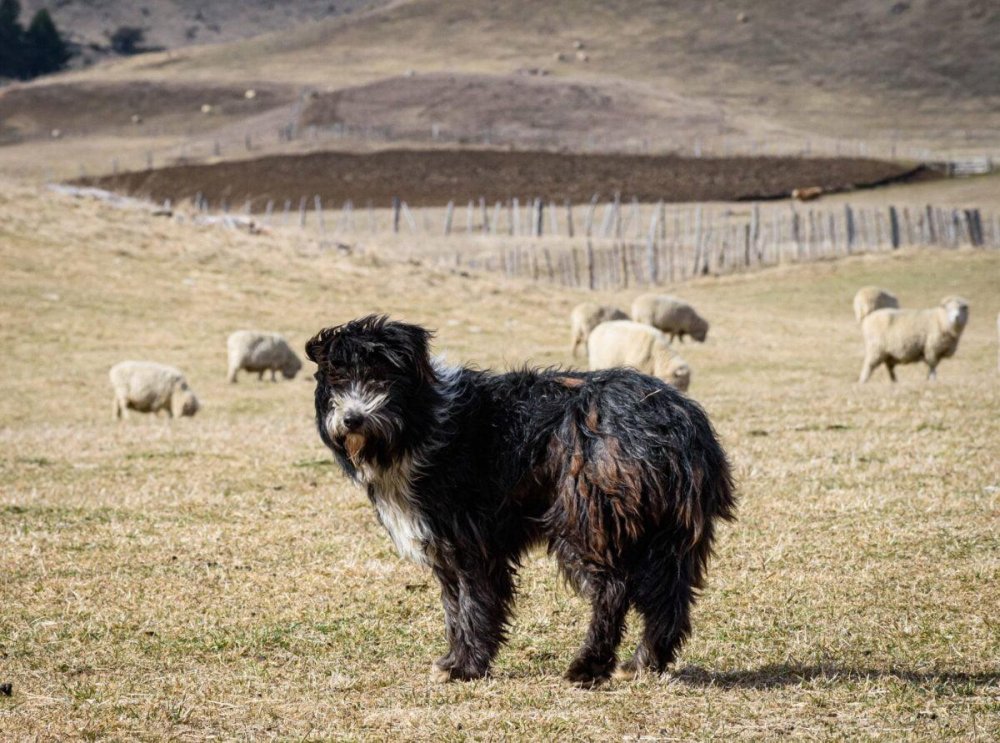Patagonian SheepDog Breed Image 1