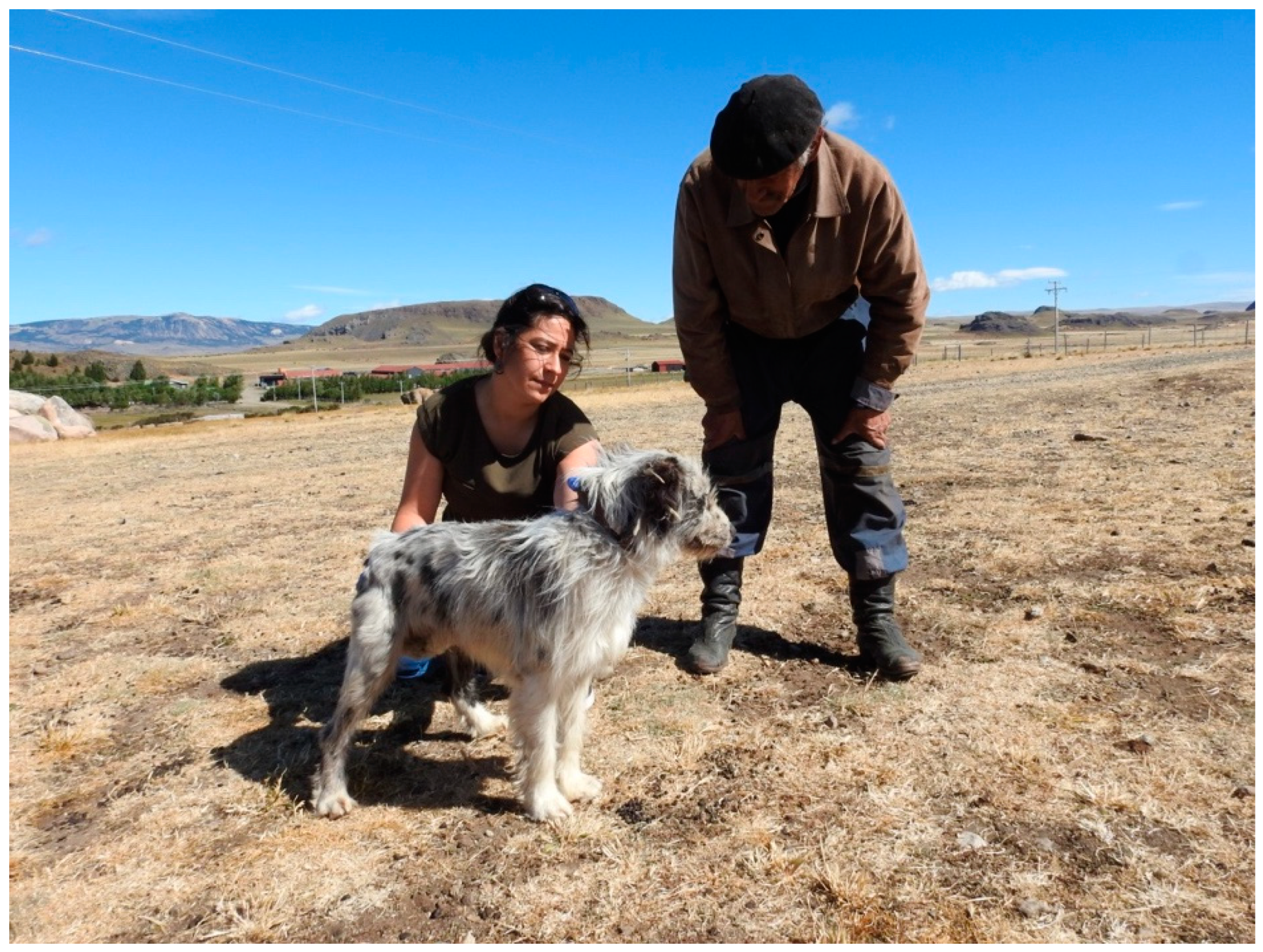 Patagonian SheepDog Breed Image 12