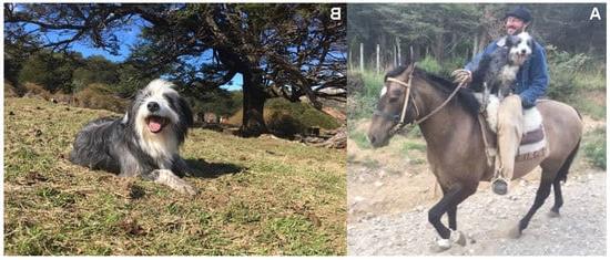 Patagonian SheepDog Breed Image 13