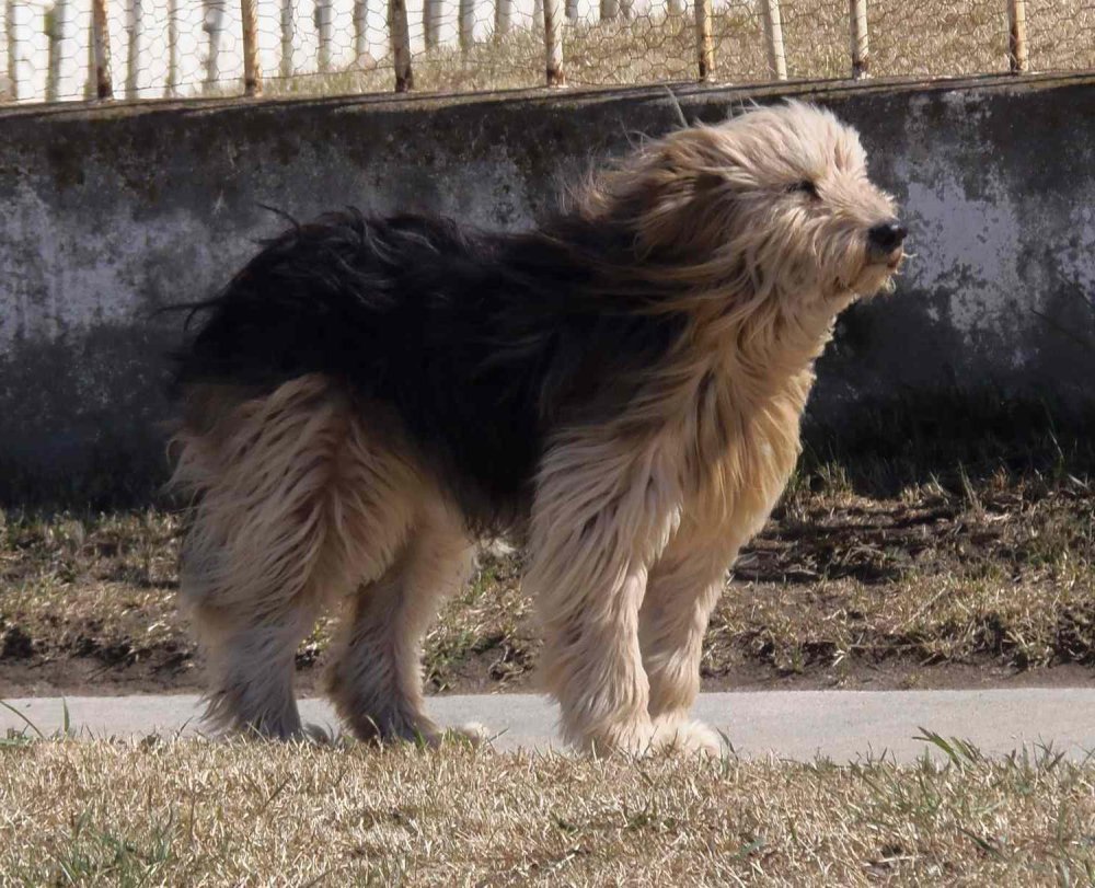 Patagonian SheepDog Breed Image 2