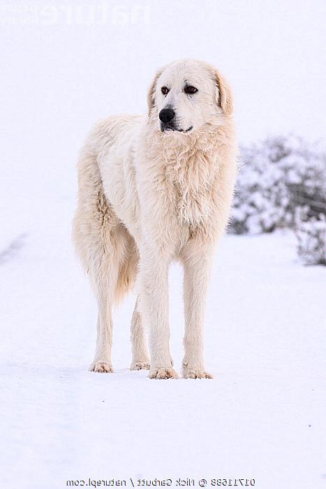 Patagonian SheepDog Breed Image 4