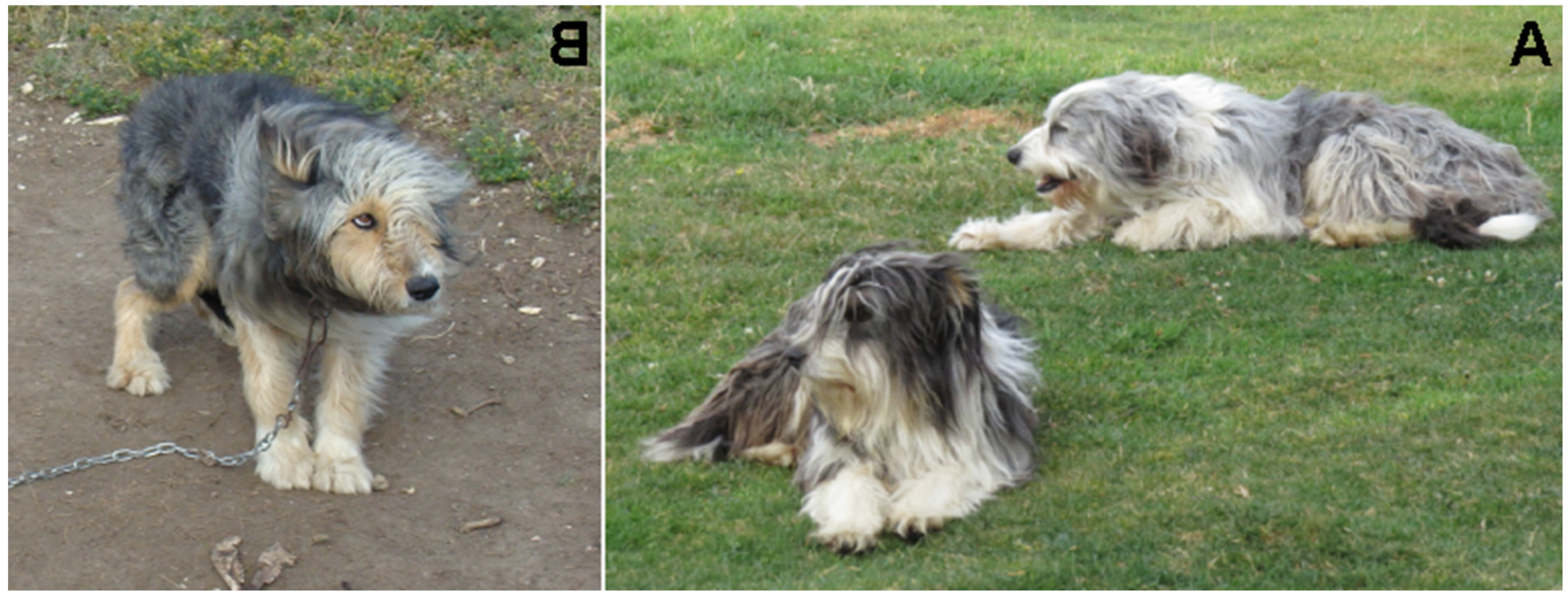 Patagonian SheepDog Breed Image 6