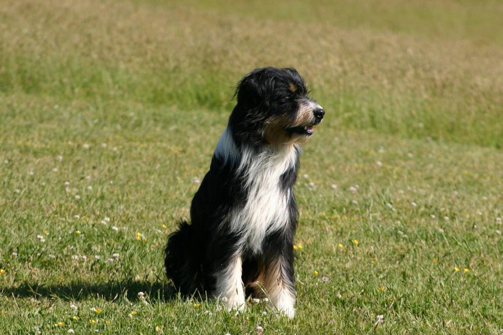 Patagonian SheepDog Breed Image 7