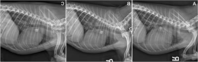 Patent Ductus Arteriosus in Dogs Image 14