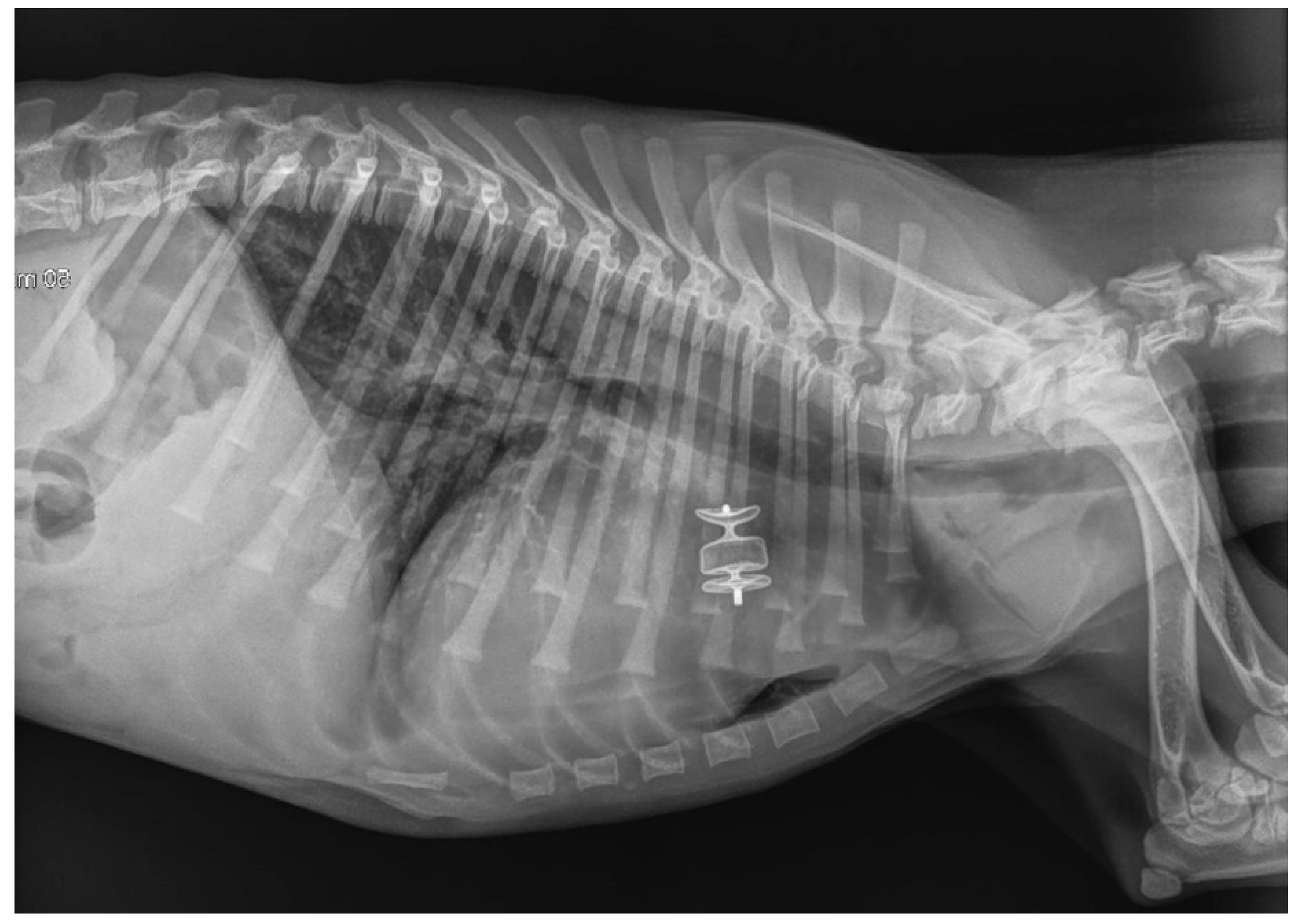 Patent Ductus Arteriosus in Dogs Image 16